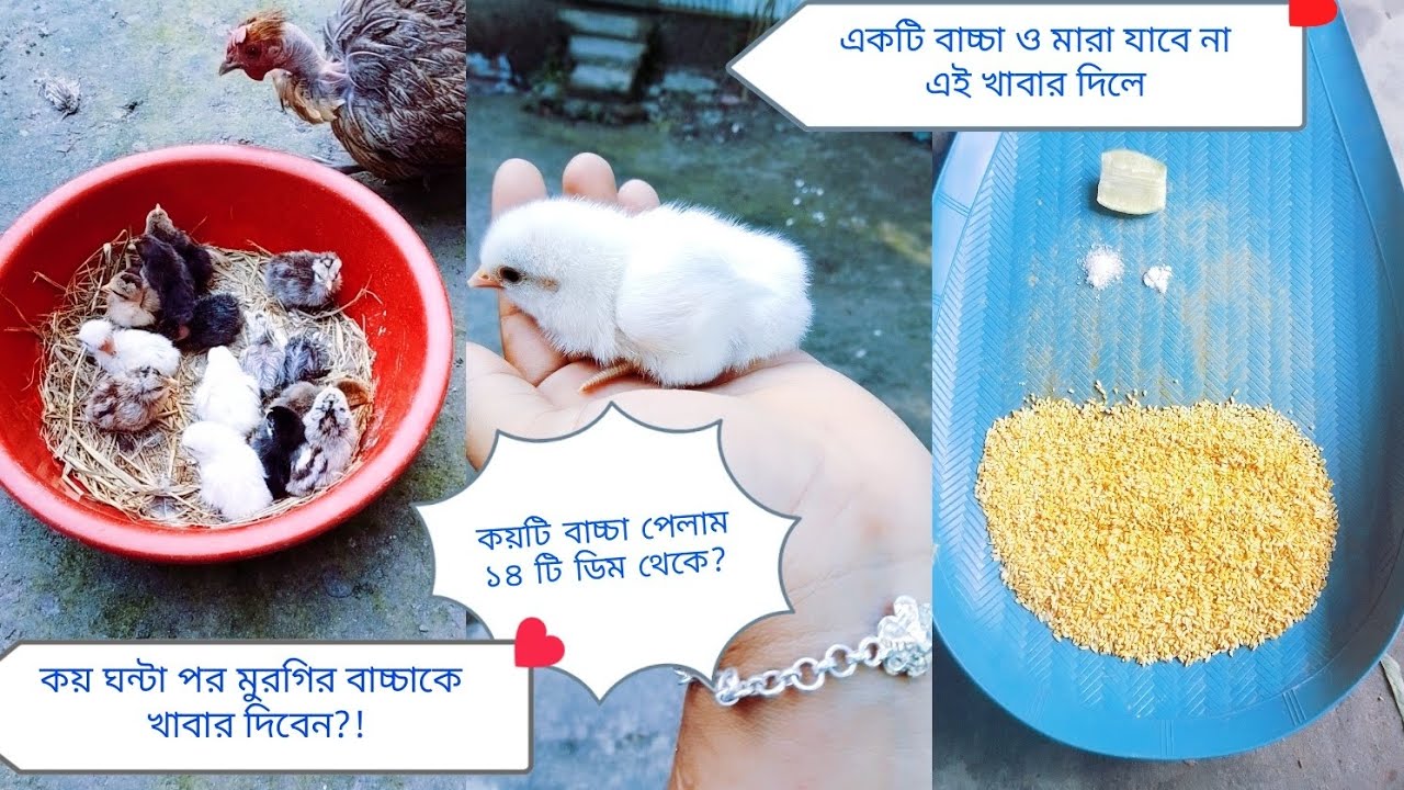 দেশি মুরগির বাচ্চা ফুটার পর যা খাওয়াতে হবে।।দেখুন😱🐣একটি বাচ্চাও মারা যাবে না! বাচ্চা দ্রুত বড়ো হবে