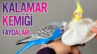 Kalamar, Mürekkep Balığı Kemiği nedir?  Ne işe yarar Muhabbet Kuşları için Faydaları Nelerdir