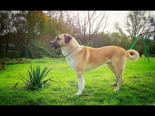 Кангал Описание породы