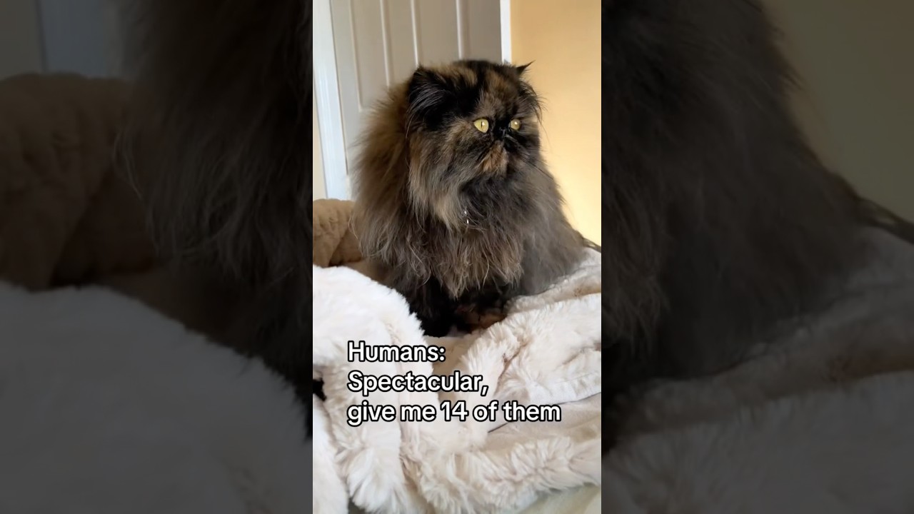 🙇‍♀️💗🐈‍⬛.         