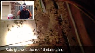 Mouse & Rat Pest Control Perth