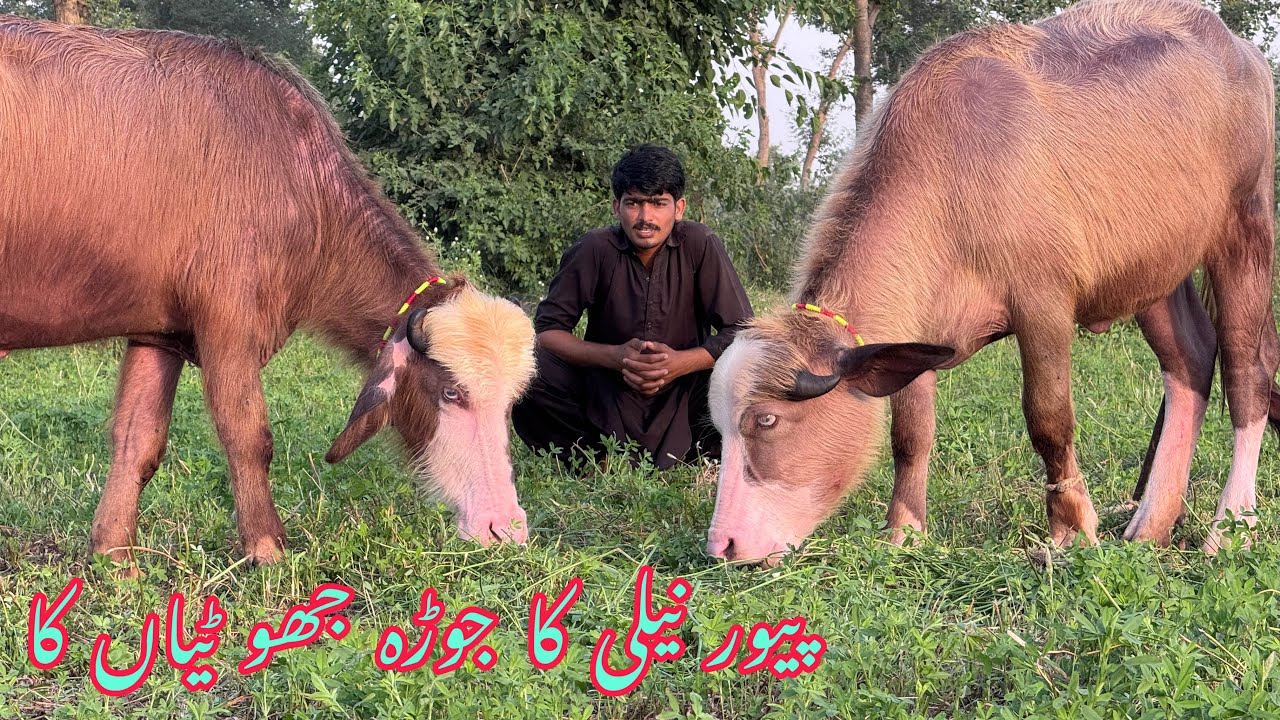پیور نیلی کا جوڑہ جھو ٹیاں کا pure Nili high milking buffalo for sale in Punjab Pakistan on YouTube￼