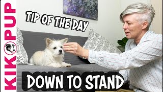 Dog training OBEDIENCE STAND