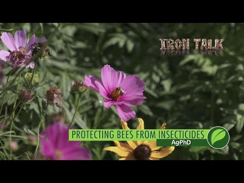 Iron Talk #1052 Protecting Bees From Insecticides (Air Date 6-3-18)