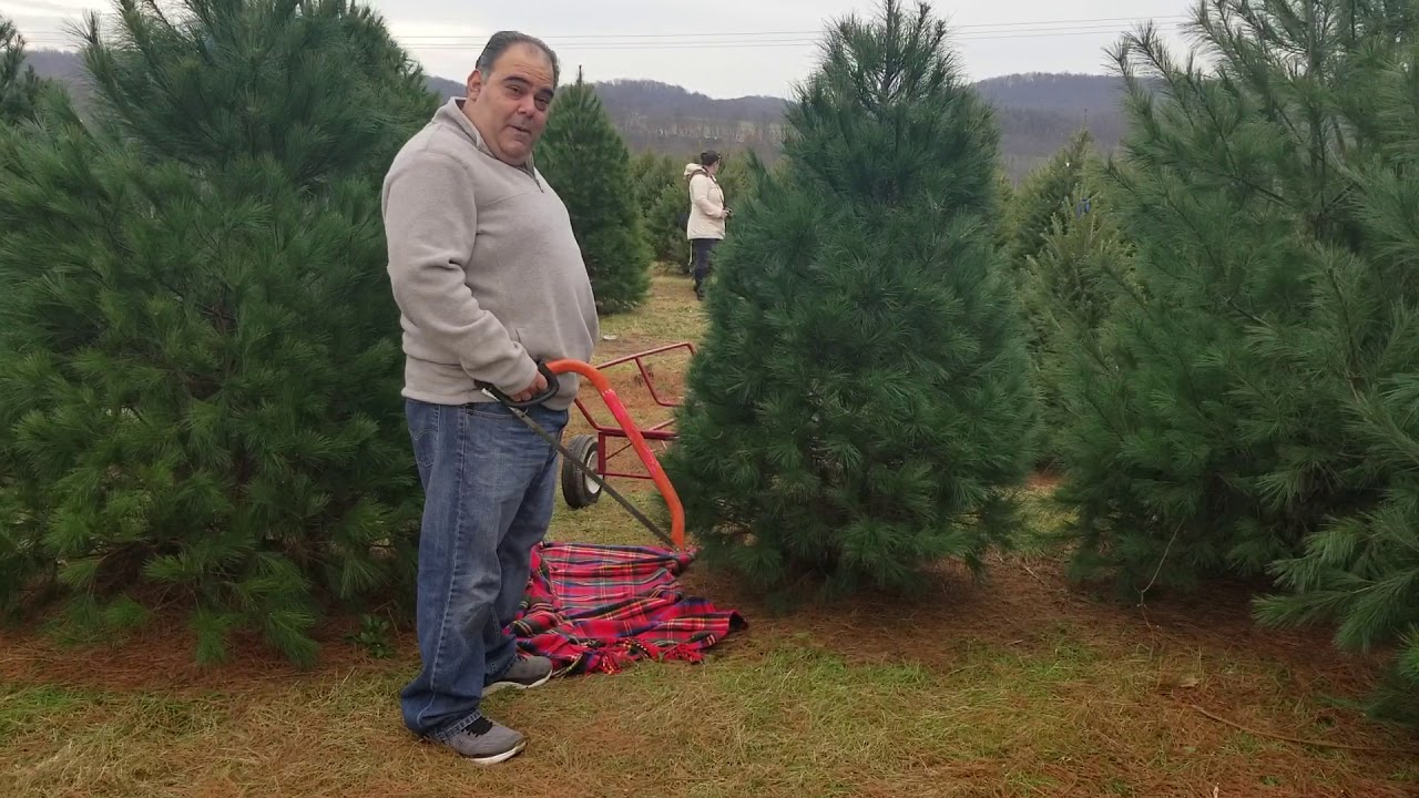 How to Cut Down A Christmas Tree Johnny C Style YouTube