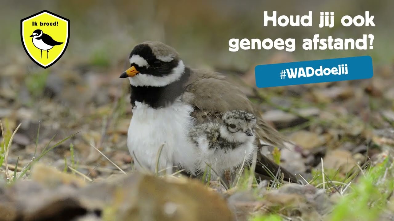 Ik broed! Het strand is een kraamkamer.