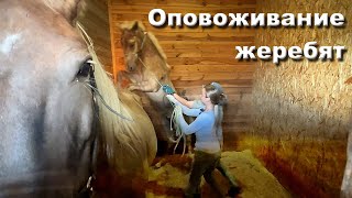 картинка: Оповоживание жеребят. Тренинг 
