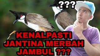 KENALPASTI JANTINA BURUNG MERBAH JAMBUL | JANTAN | BETINA