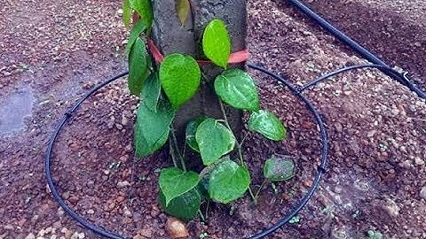 Tưới nhỏ giọt tự động cho 2200 gốc hồ tiêu chỉ 30 phút 0985833804  www vnplant com