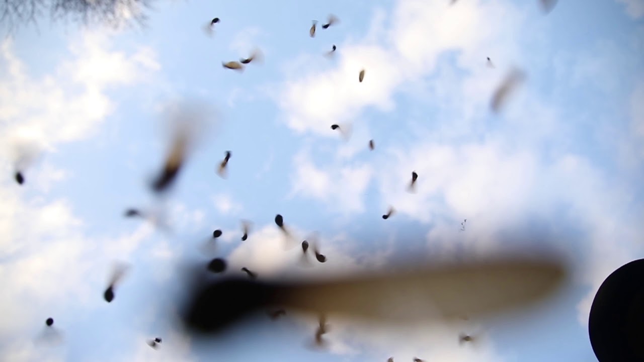 Maple Tree Helicopters Falling YouTube