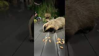 Badgers Grandad and Grandson Mr Lumpy and Baby Beau 🐾🐾🐾🐾❤️