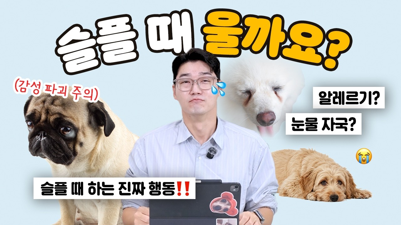 (🚨눈물의 진짜 의미) 강아지는 슬플 때 눈물을 흘릴까?💧 | 설채현 행동학 수의사