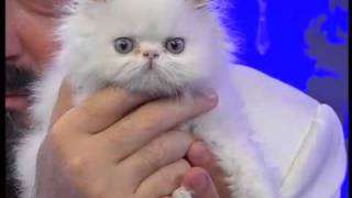 Adnan Oktarın Muhteşem Kedisi Pamuk