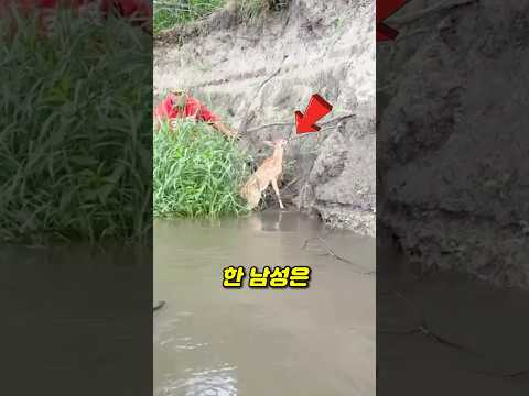 새끼 <strong>사슴</strong>, 강물에서 건져올렸습니다