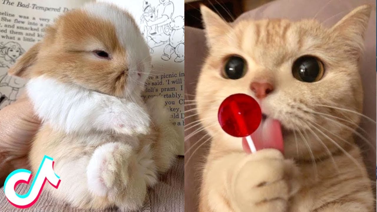 Cute TikTok Pets that Will 100% Make You Day Better 🥰 - YouTube