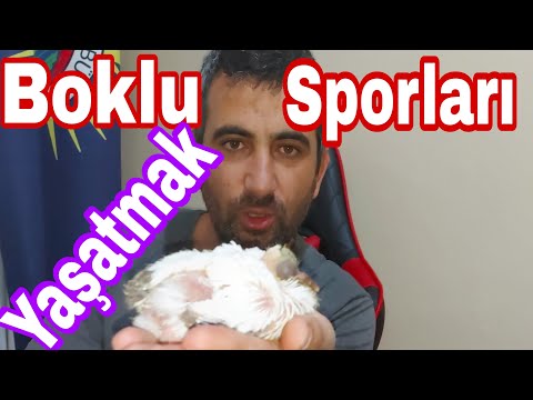 Boklu Sporları Yaşatmak.Birol