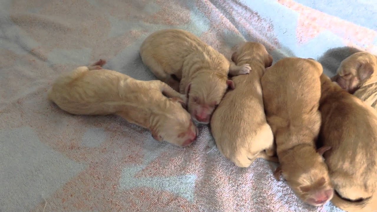 Newborn Golden Retriever puppies. Feb 17, 2014 - YouTube