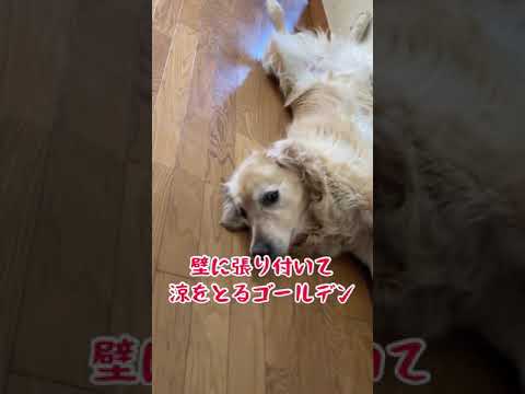 壁に張り付くゴールデンレトリバー Shorts Youtube