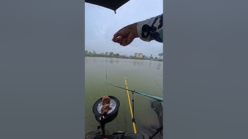 Câu cá Diếc tự nhiên - Phú Xuyên - Hà Nội 