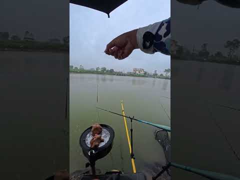 Câu cá Diếc tự nhiên - Phú Xuyên - Hà Nội