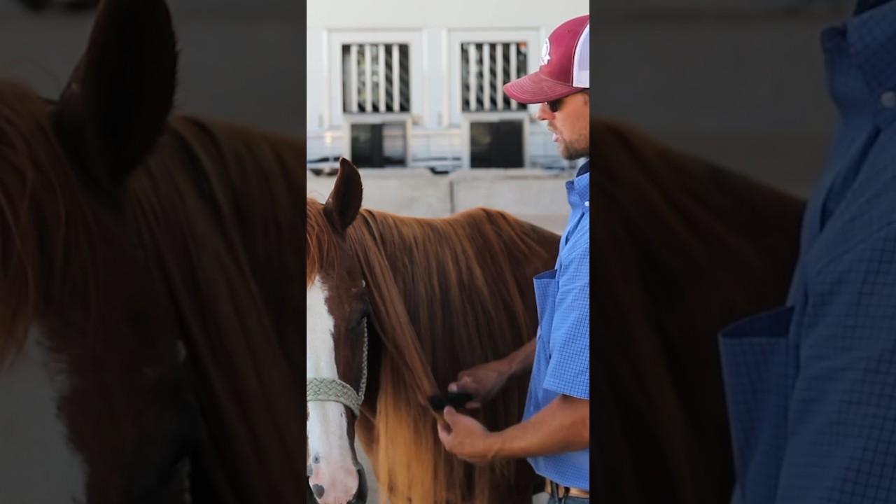 Our top tips for brushing the mane! 