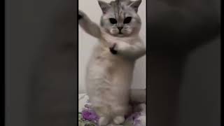Cute Cat Dancing Chippi Chippi Chapa Chapa Song