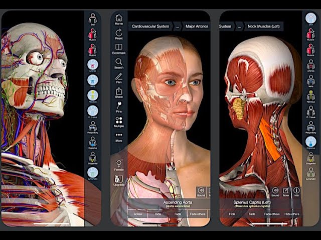 Ideal jinsiy olatni 20 santimetr