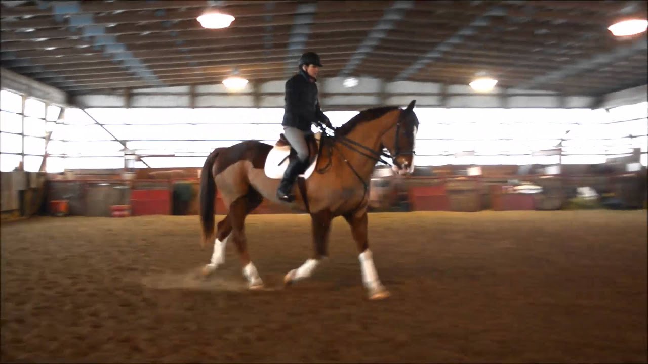 Commander-SOLD- 17 hh 13 yr DUTCH/TB/CLYDE gelding