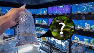 The Smallest Fish Ive Ever Bought