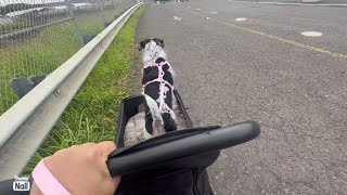 Got kicked out of the Flea Market 😂 Hawaii/Me & my dog