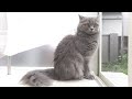 虫を食べようとして飼い主に怒られる愛猫が可愛すぎたw