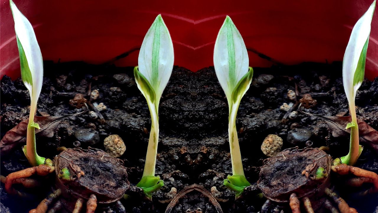 Spathiphyllum Variegated Peace Lily Propagation | Grow Picasso from Rhizome