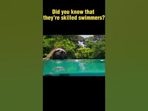 CAN SLOTHS SWIM? - YouTube