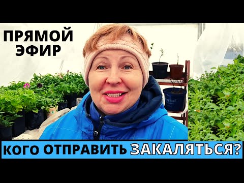 ПРЯМОЙ ЭФИР. Какие Растения отправить на закалку? А кого пожалеть?