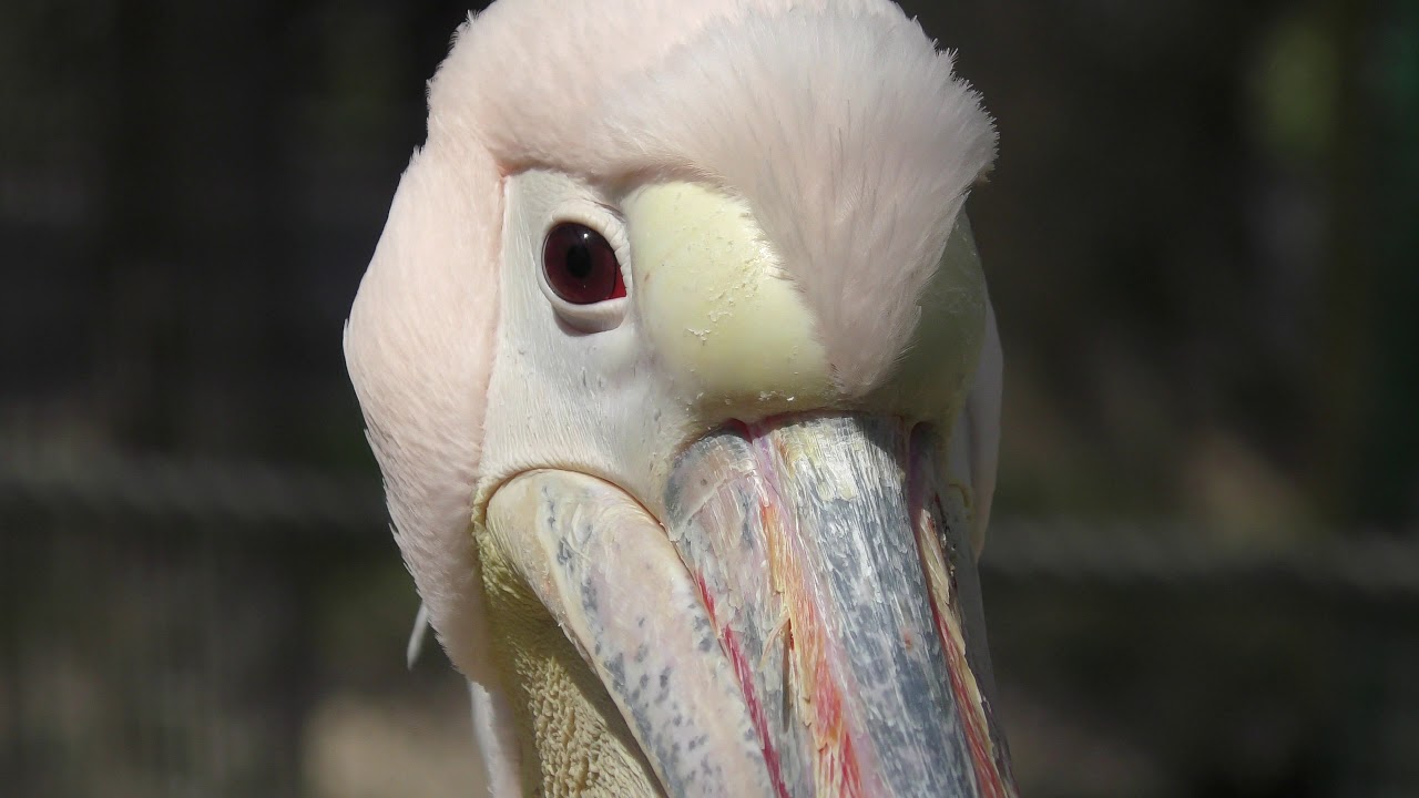 モモイロペリカンの『ペリー』と『オサム』 (東武動物公園) 2018年3月