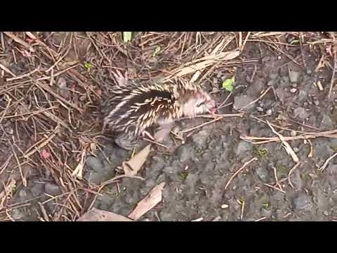 bébé tangue 🦔