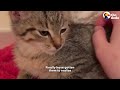 Spicy Kitten Gets A “Socialization Bootcamp” | The Dodo