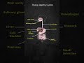 Human Digestive System Diagram | What are the 10 digestive organs?