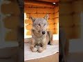 A Wolf That Found a Gentle World #viral #trending #short