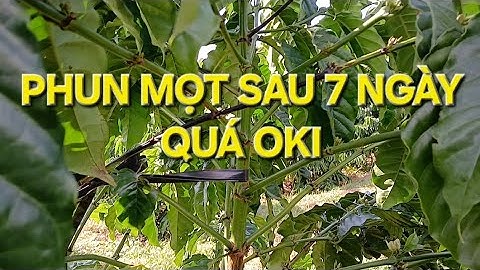 Hiệu quả phun mọt sau 7 ngày. Quá tuyệt vời. MV Nhân Trí