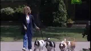 Breed All About It Basset Hound