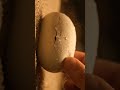 Eye Of The Serpent King Cobra S POV Ambush Cobra Snake Eggcracking Asmrvideo Eye Of The Serpent King Cobra S POV Ambush Cobra Snake Eggcracking Asmrvideo