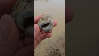 Neat Geodized Horn Coral