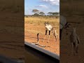 How A Young Bird Learns To Hunt One Calm Lesson Two Cobras Down SecretaryBird Cobra