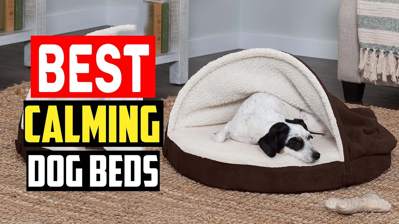 Best Calming Dog Beds in 2023 YouTube