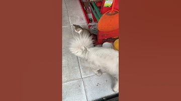 Thừa nước đục thả câu .