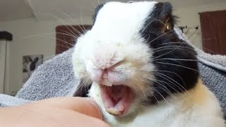 Rabbit learns he is not a human