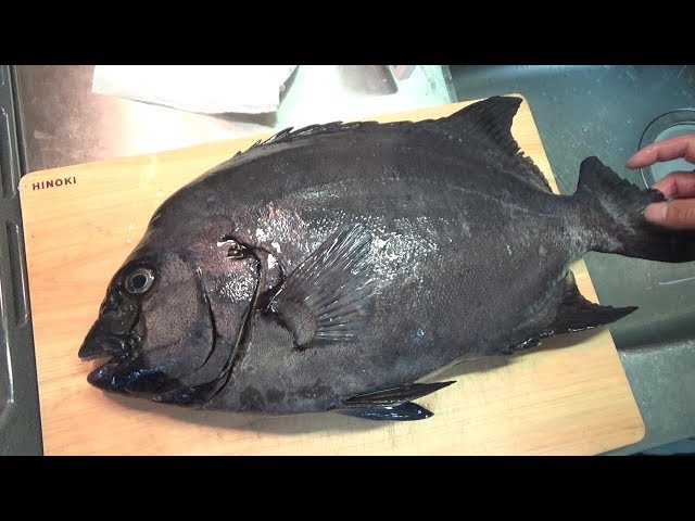 I tried eating a disc-shaped striped beakfish - YouTube