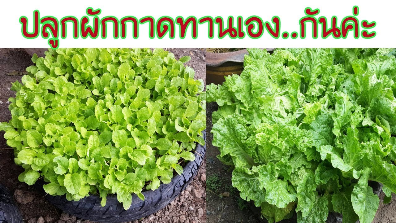 ปลูกผักกาดขาว ในกระถางกันค่ะ #ผักปลอดสาร #เกษตรพอเพียง