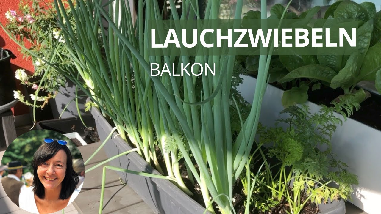 Lauchzwiebeln auf dem Balkon anbauen - so funktioniert es!